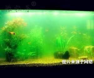 魚缸可以用活性炭來(lái)凈化嗎？